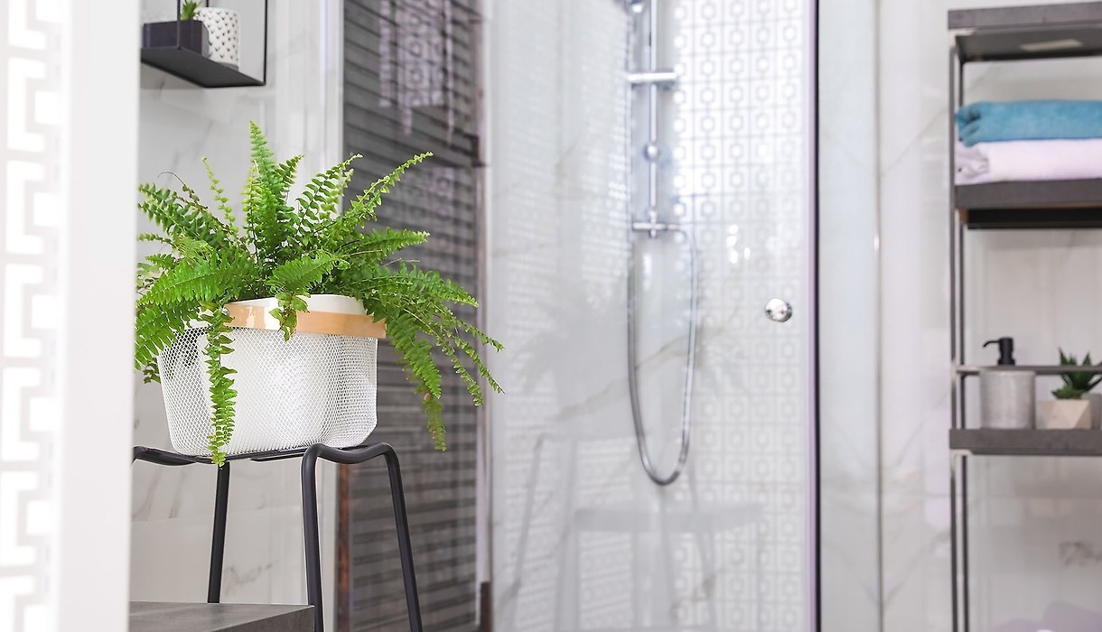 Вазони для ванної кімнати — Топ 5 рослин для ванної кімнати